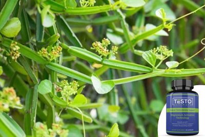 cissus quadrangularis-