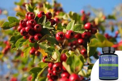 hawthorn berries