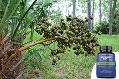 saw palmetto berries